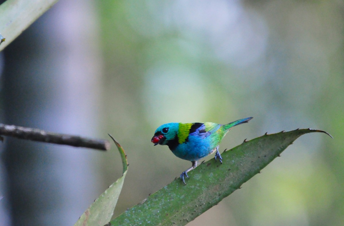 Green-headed Tanager - ML609830898