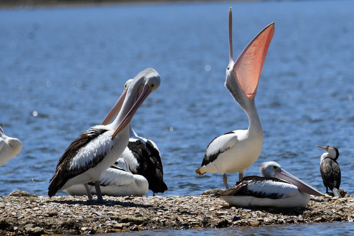 Australian Pelican - Peter & Shelly Watts