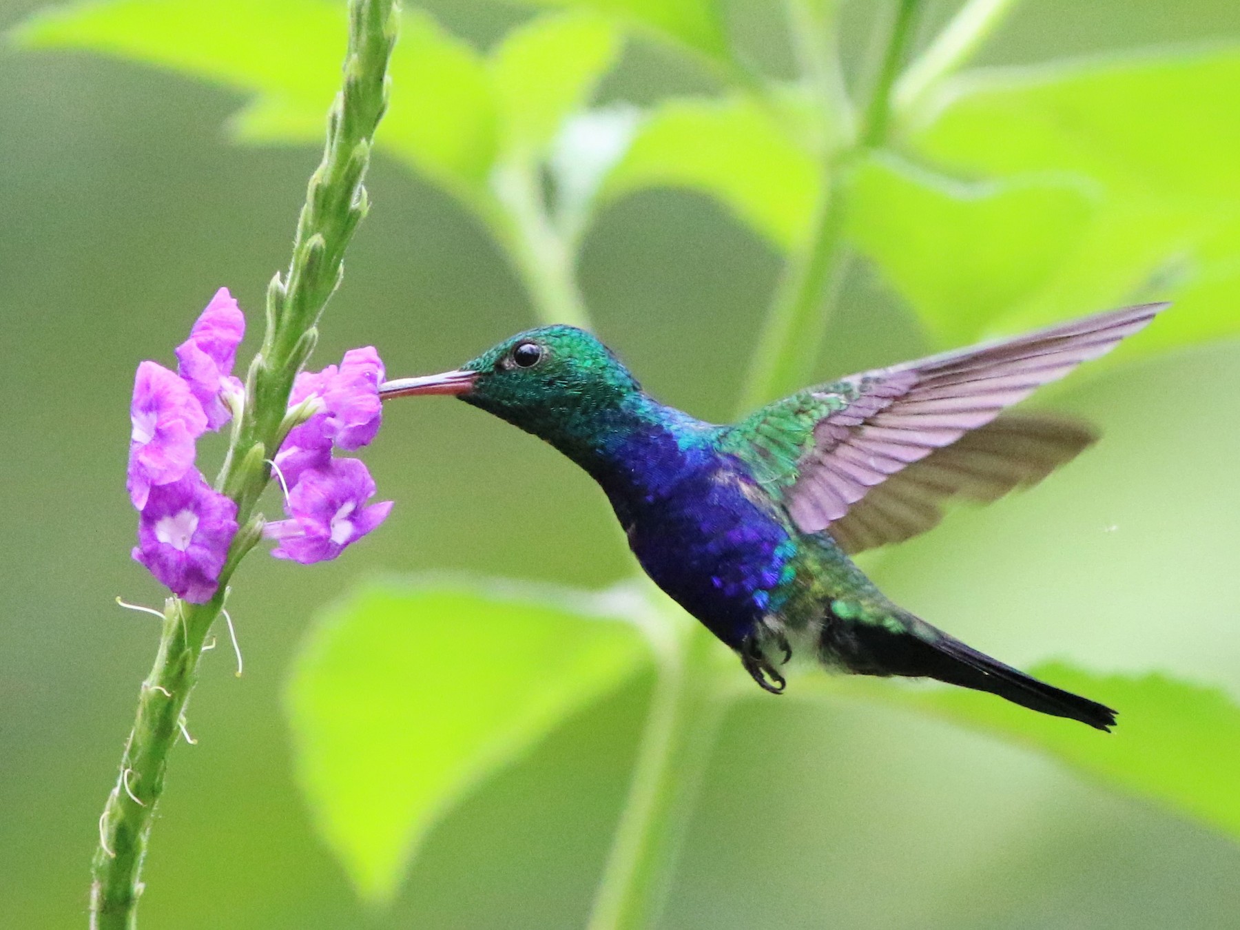 Violet-bellied Hummingbird - Robert McNab