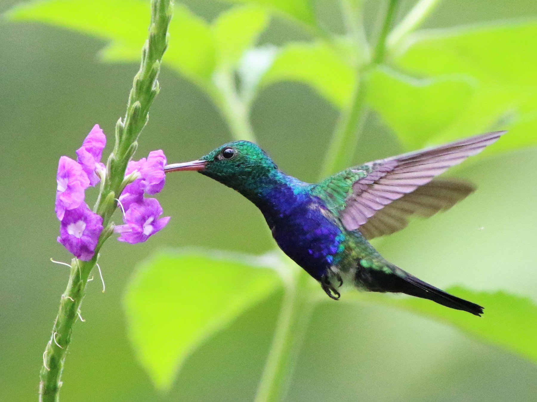 Violet-bellied Hummingbird - eBird