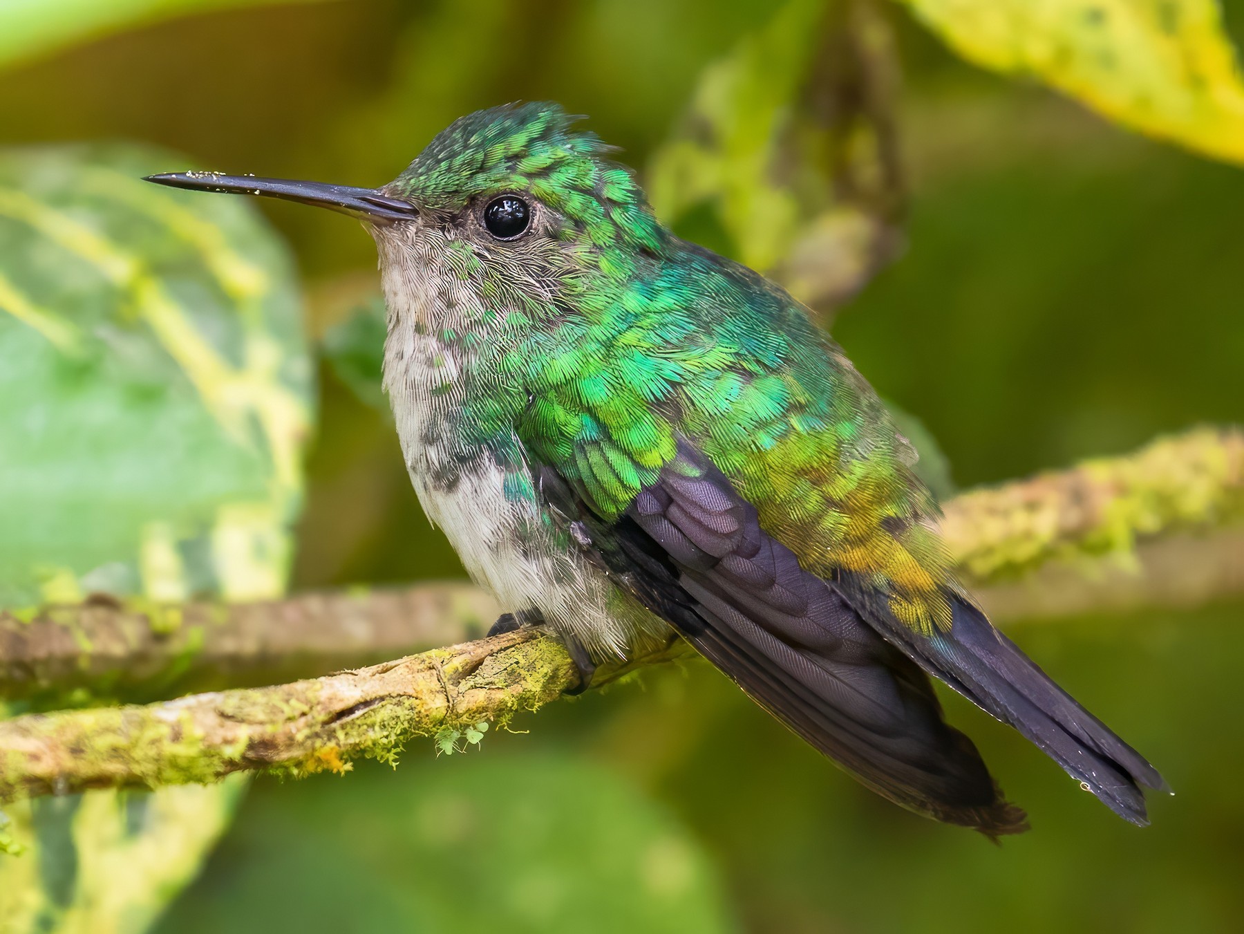 Violet-bellied Hummingbird - Chris S. Wood