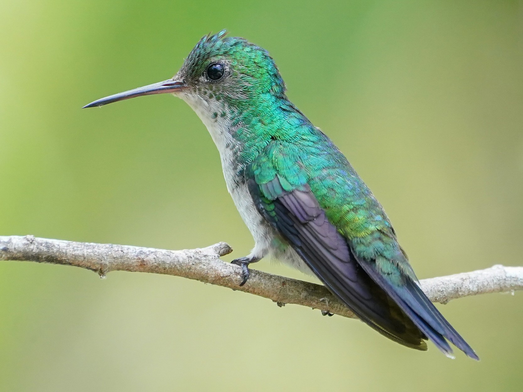 Violet-bellied Hummingbird - Alex Merritt