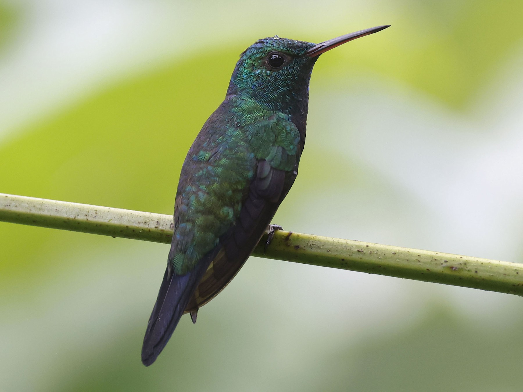 Violet-bellied Hummingbird - Daniel Branch