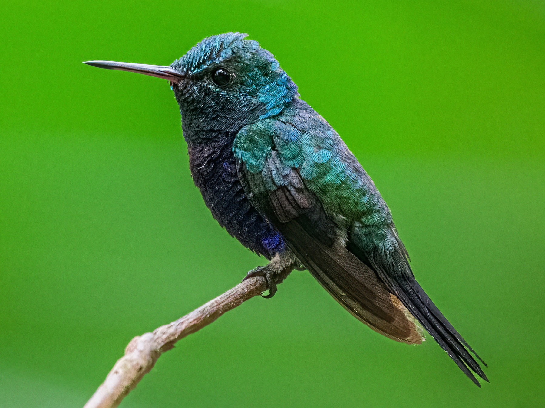 Violet-bellied Hummingbird - Richard Pockat