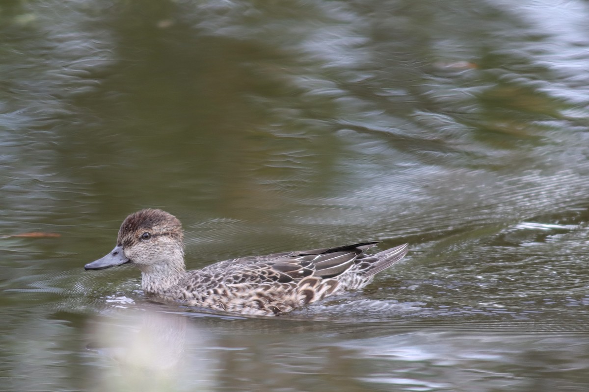 Green-winged Teal - ML609831540