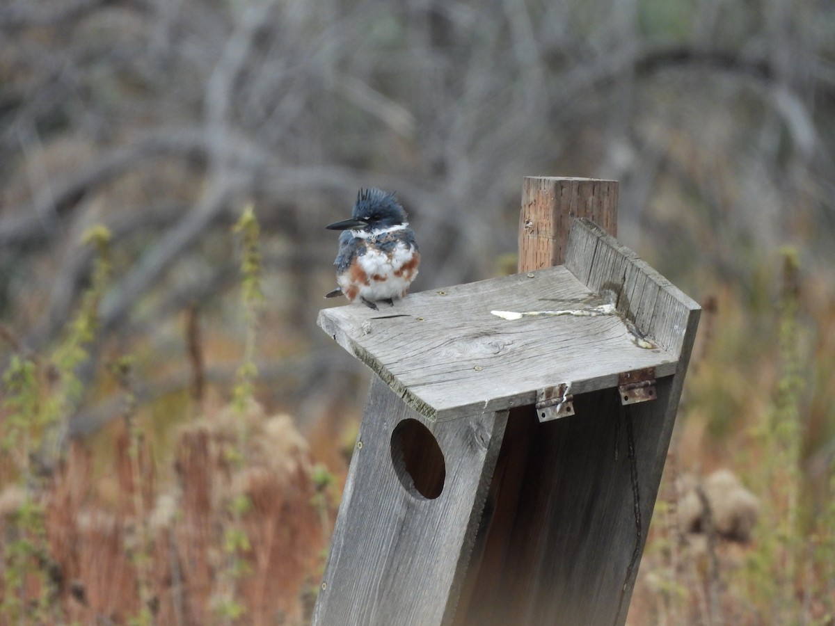 Belted Kingfisher - ML609831639