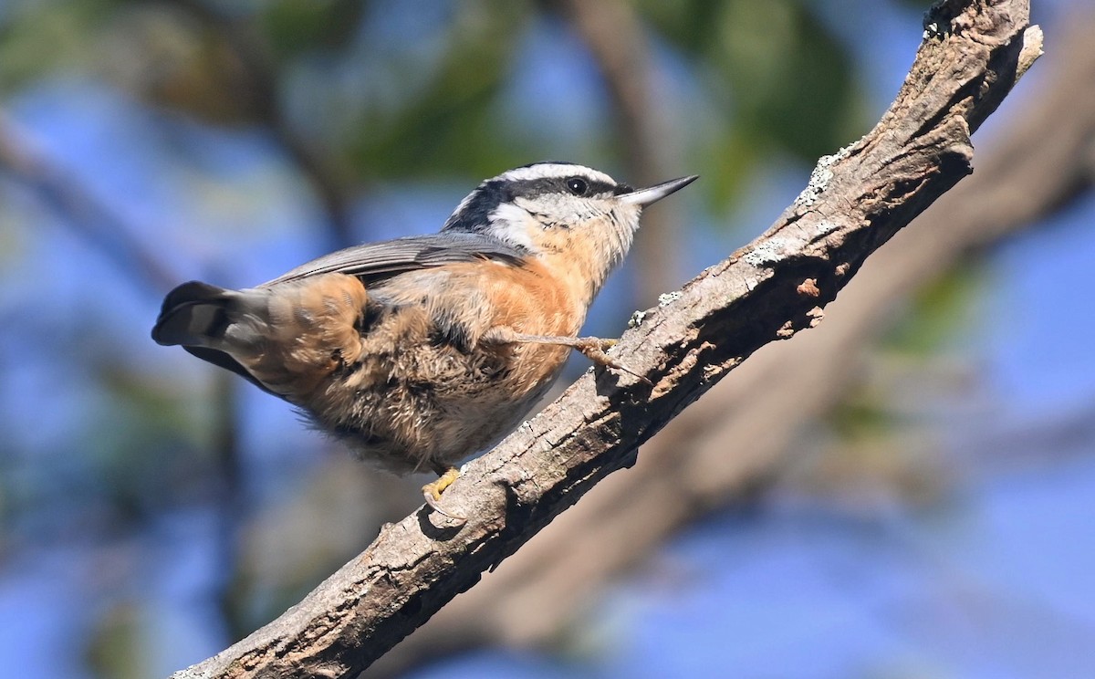 Red-breasted Nuthatch - ML609831696