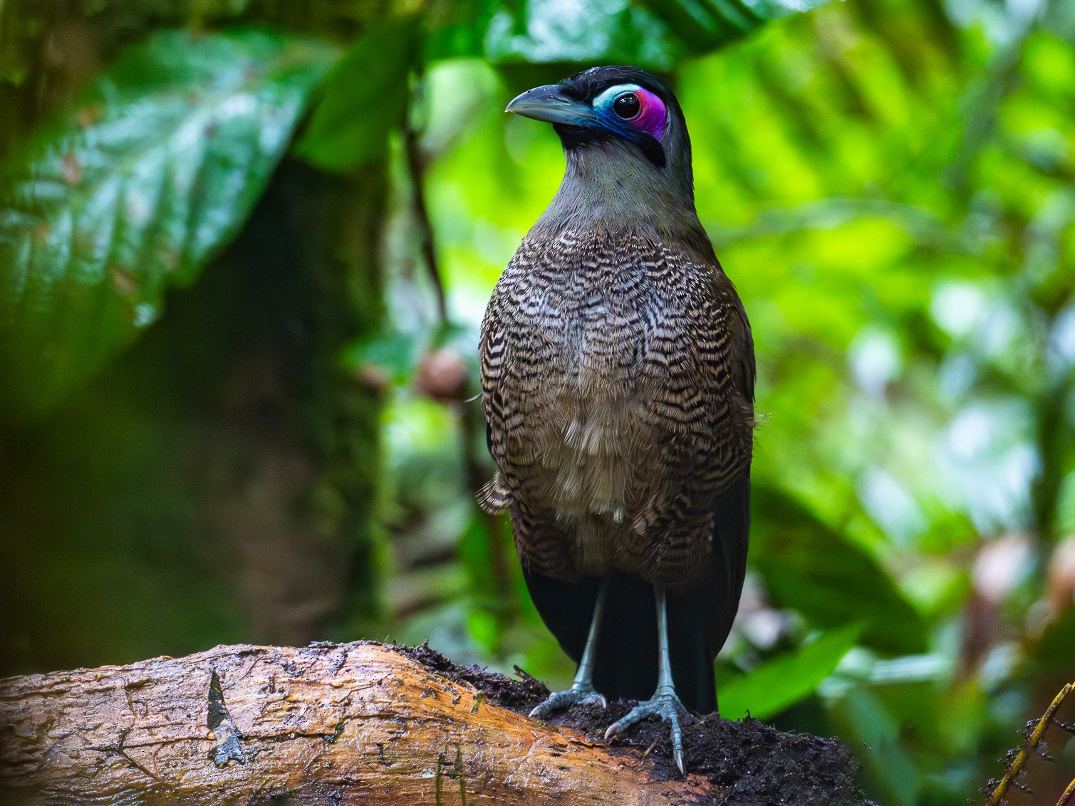 Sumatran Ground-Cuckoo - Lisa & Li Li
