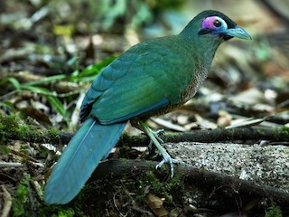  - Sumatran Ground-Cuckoo