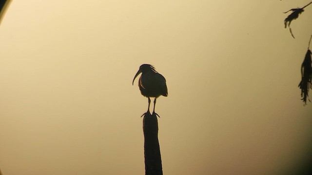 ibis běločelý - ML609831819