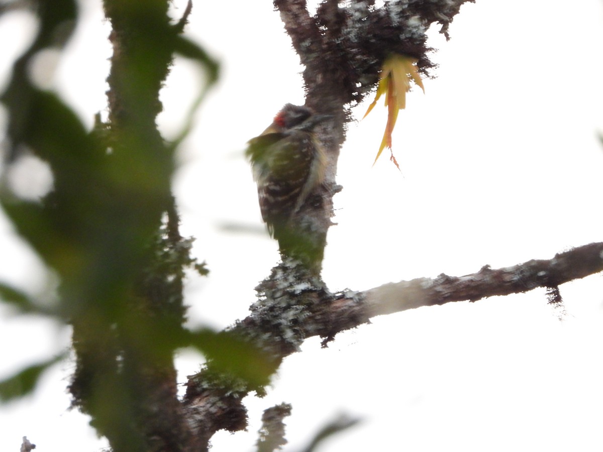 Sulawesi Pygmy Woodpecker - ML609832846
