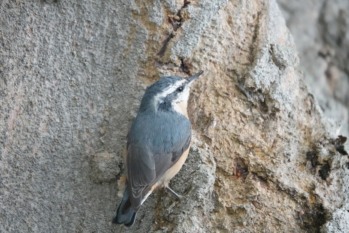 Red-breasted Nuthatch - ML609833079