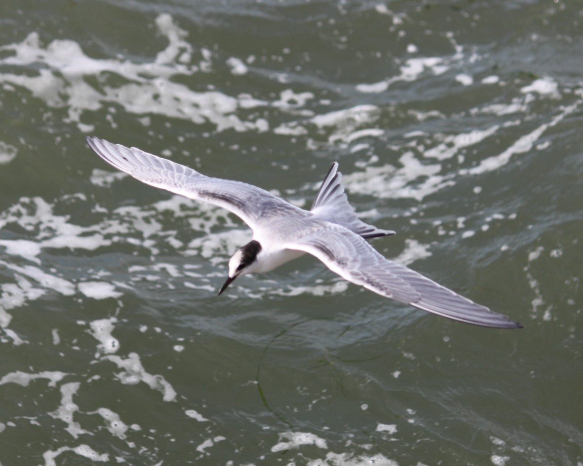 Common Tern - ML609833223