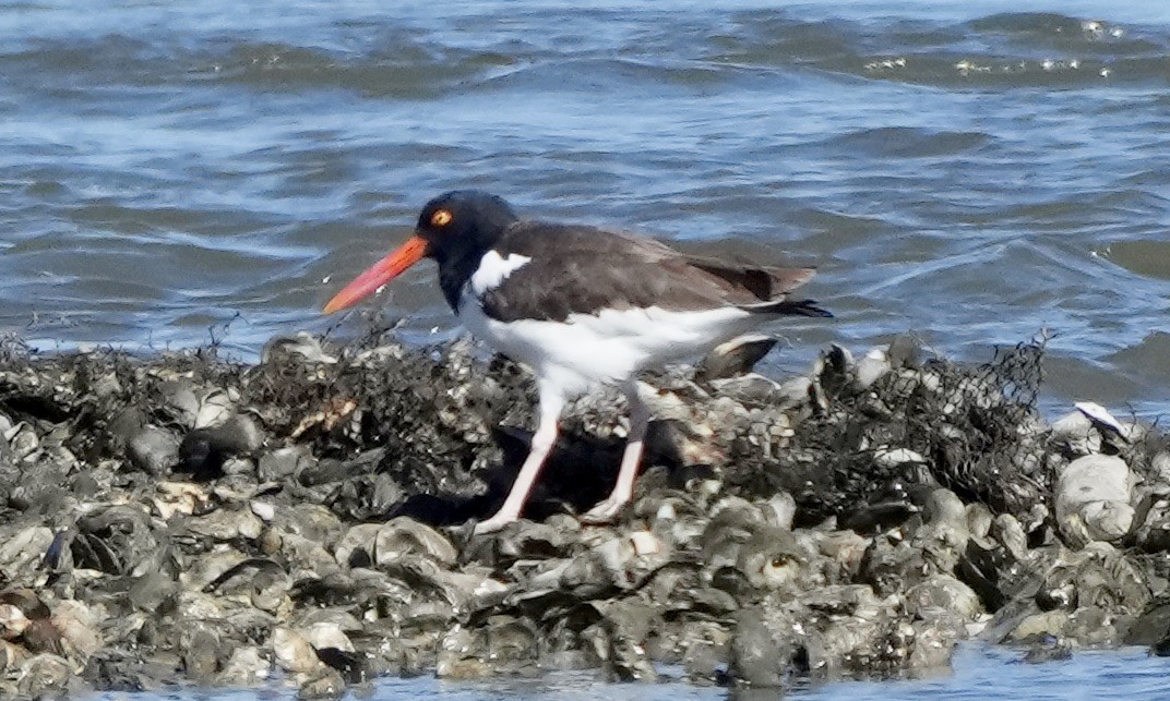 Ebird Checklist Oct Dupont Nature Center And Lighthouse Rd Species