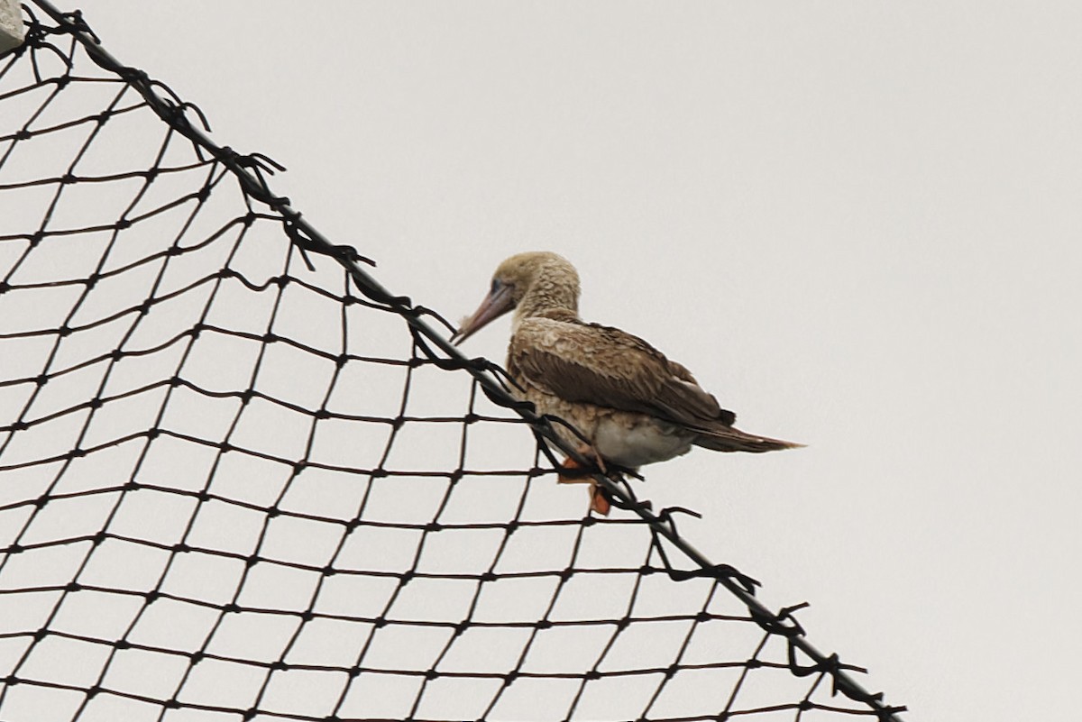 Red-footed Booby - ML609833798
