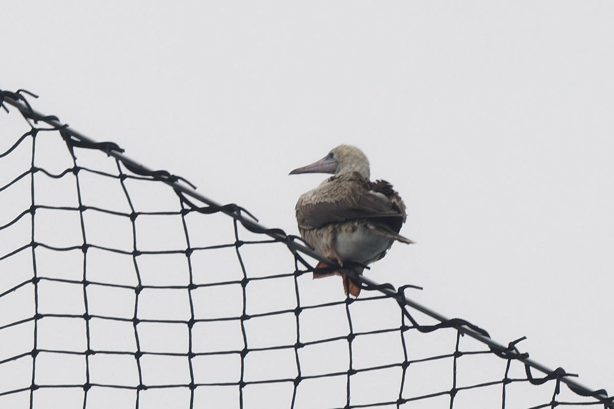 Red-footed Booby - ML609833799