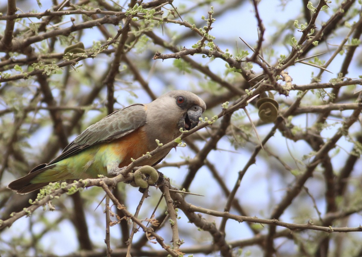 Red-bellied Parrot - ML609833987