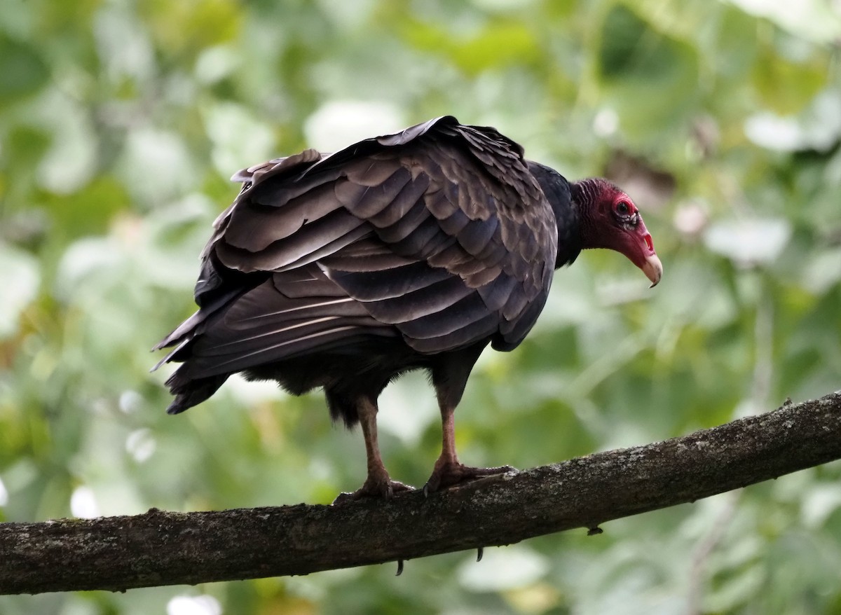 Turkey Vulture - ML609834065