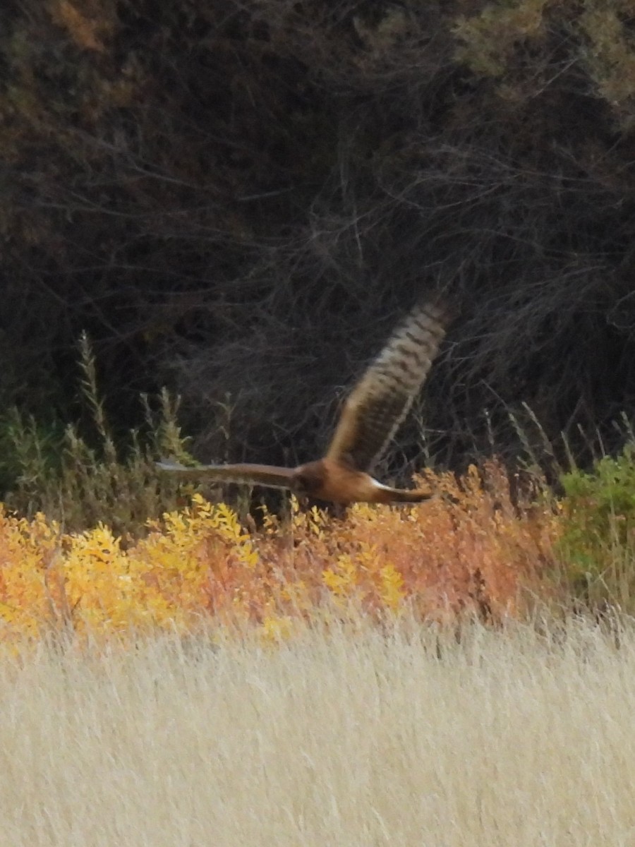 eBird Checklist 10 Oct 2023 John Day Fossil Beds Visitor Center