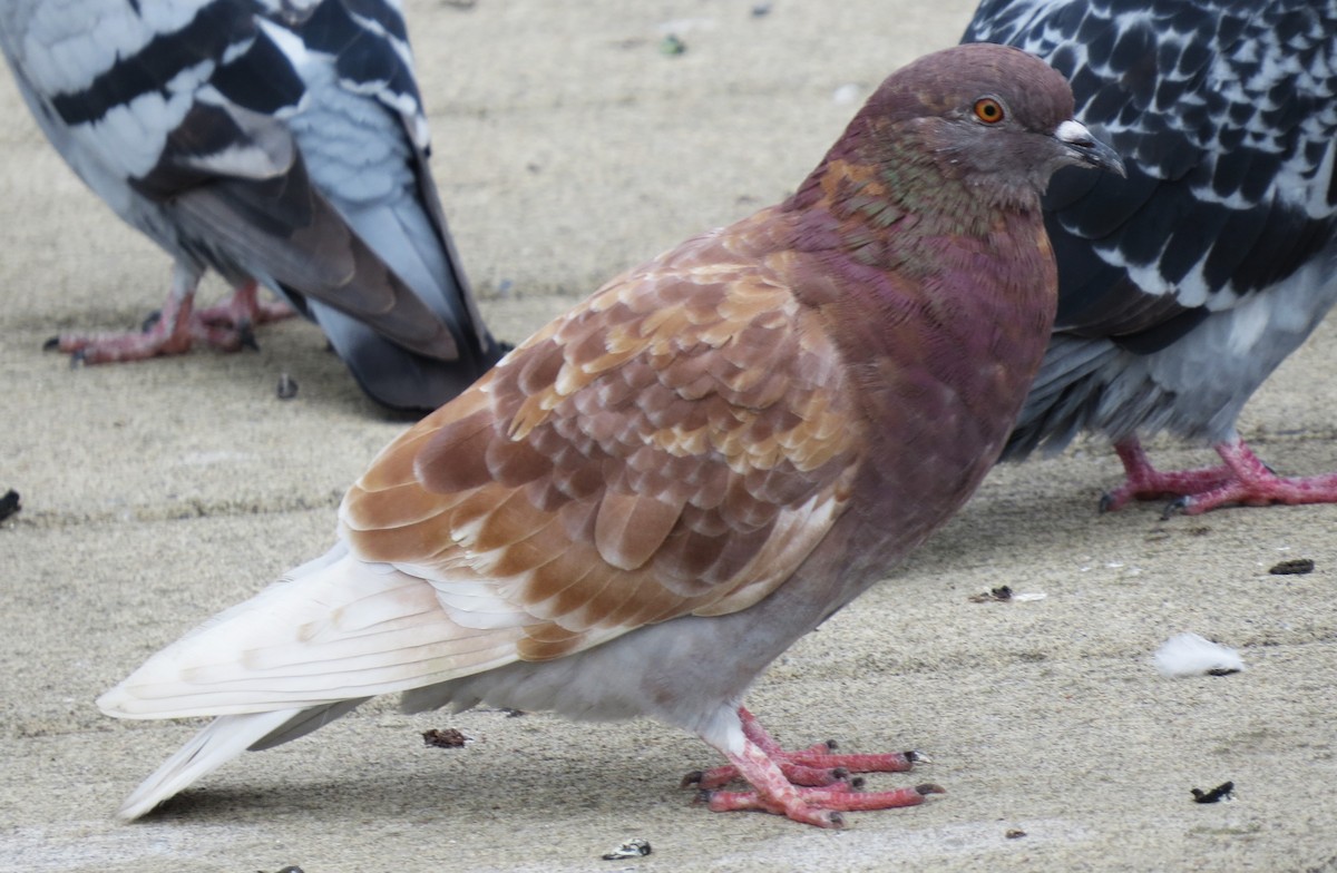 Rock Pigeon (Feral Pigeon) - ML609834420