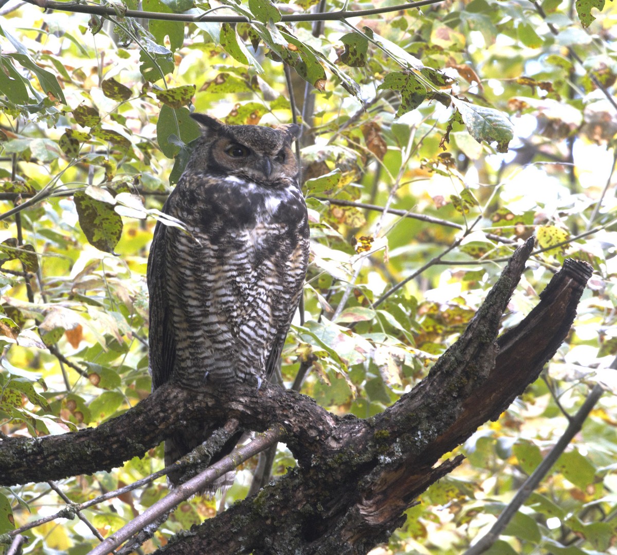 Great Horned Owl - ML609834769