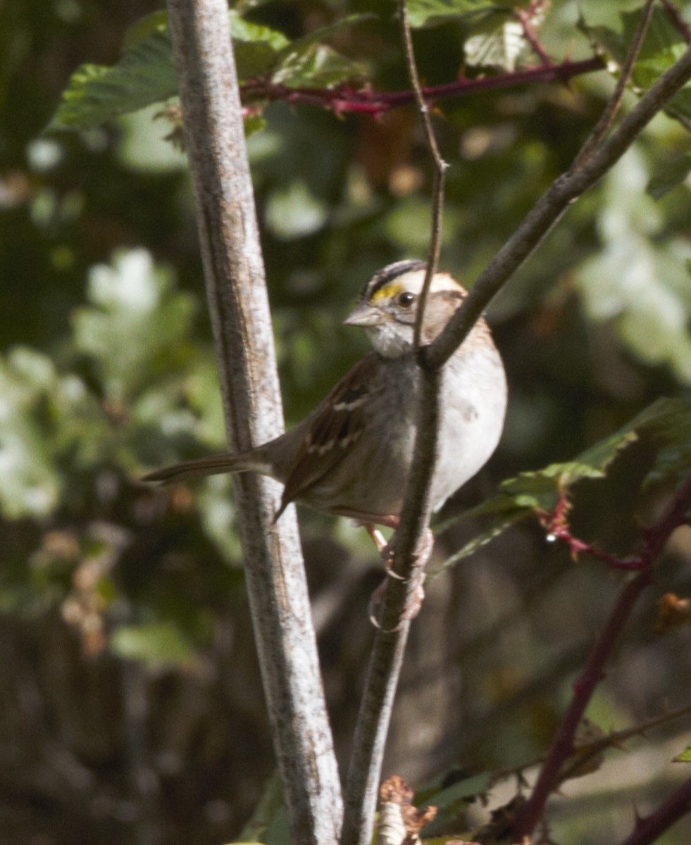 White-throated Sparrow - Roxanna Tessman