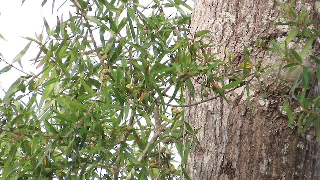 Black-throated Green Warbler - ML609834830