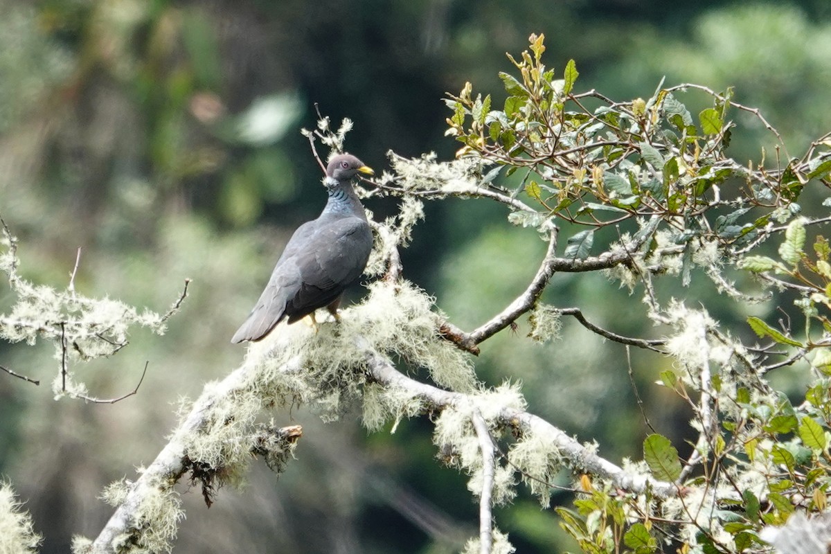 Band-tailed Pigeon - ML609835038
