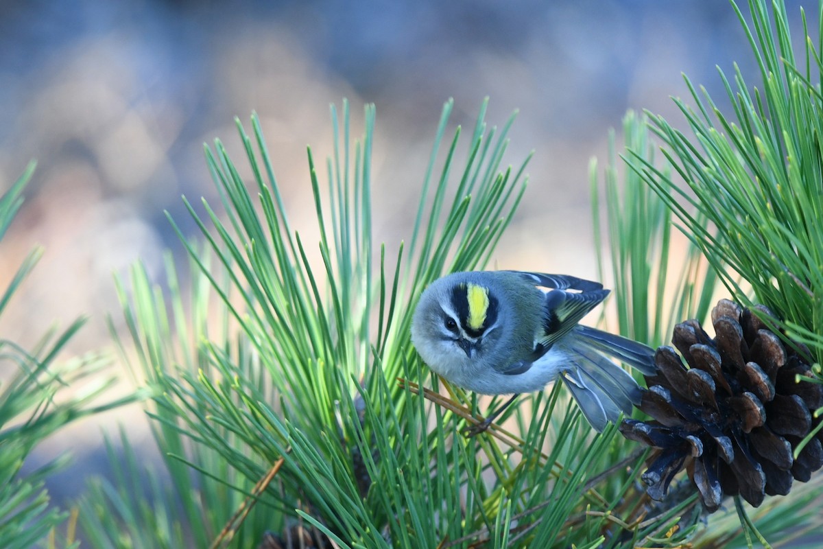 Golden-crowned Kinglet - Sze On Ng (Aaron)