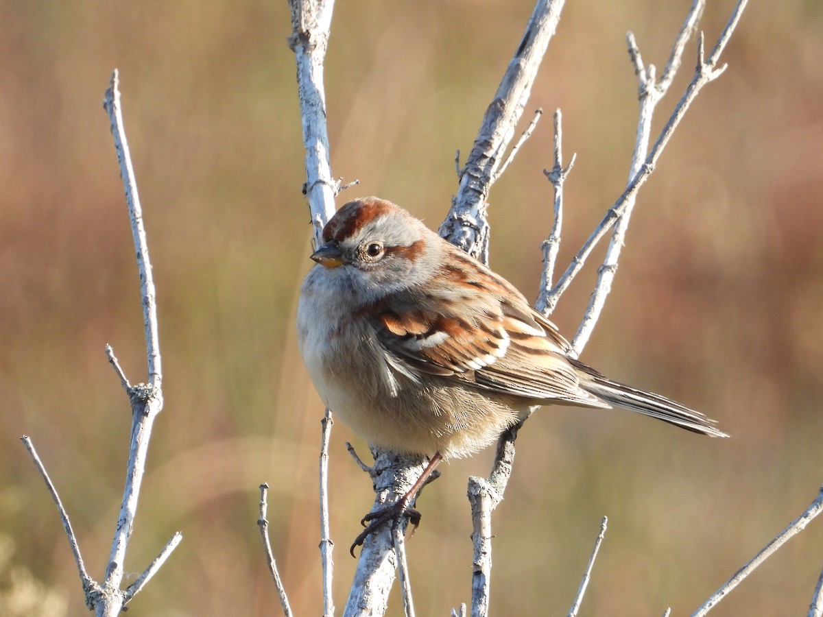 American Tree Sparrow - ML609835305
