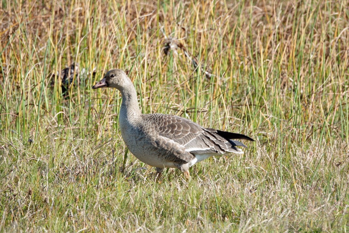 Greater White-fronted Goose - ML609835323