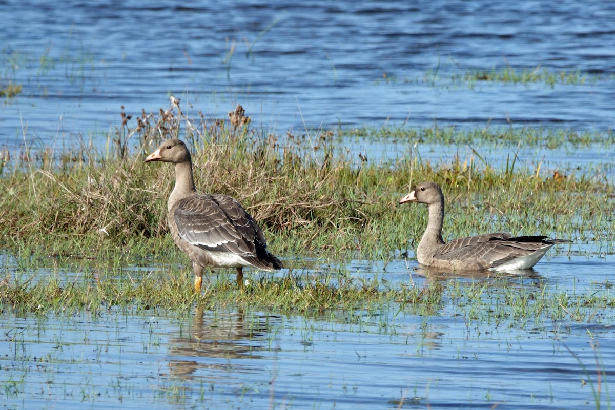 Greater White-fronted Goose - ML609835433