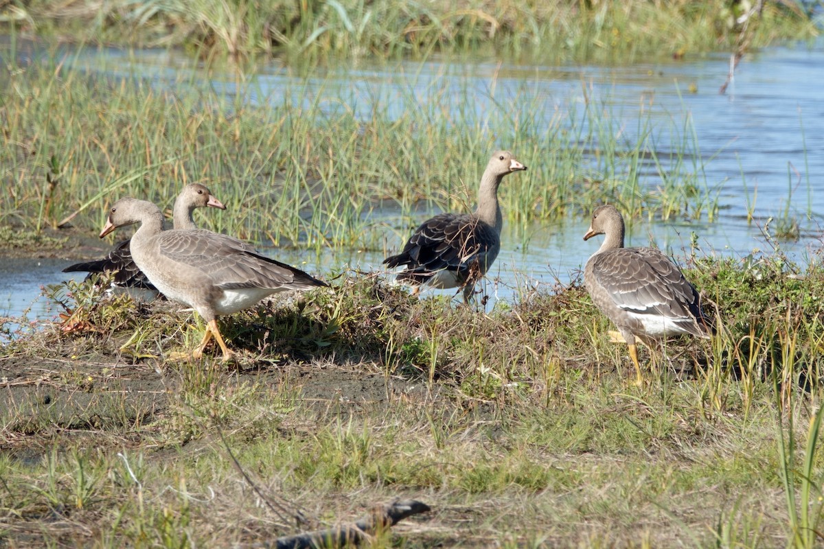 Greater White-fronted Goose - ML609835508