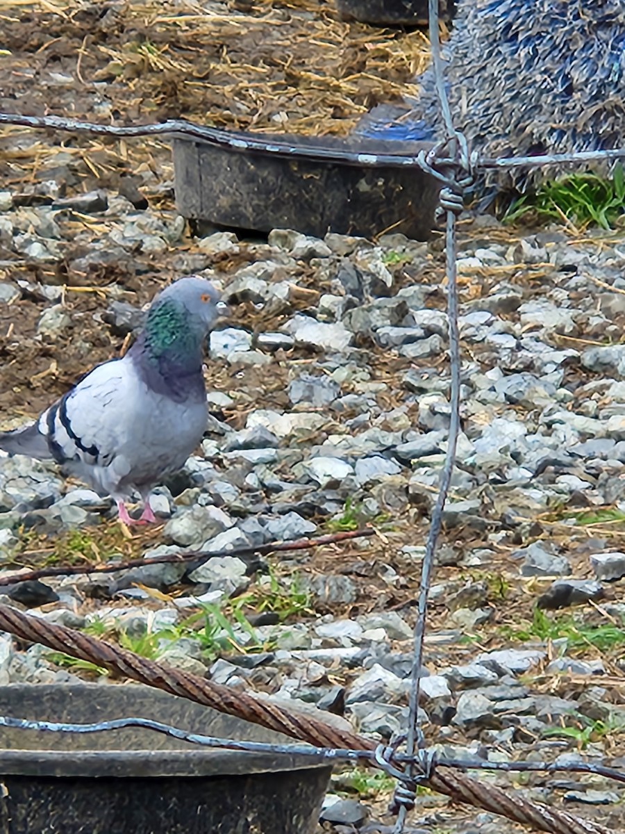 Rock Pigeon (Feral Pigeon) - ML609835562