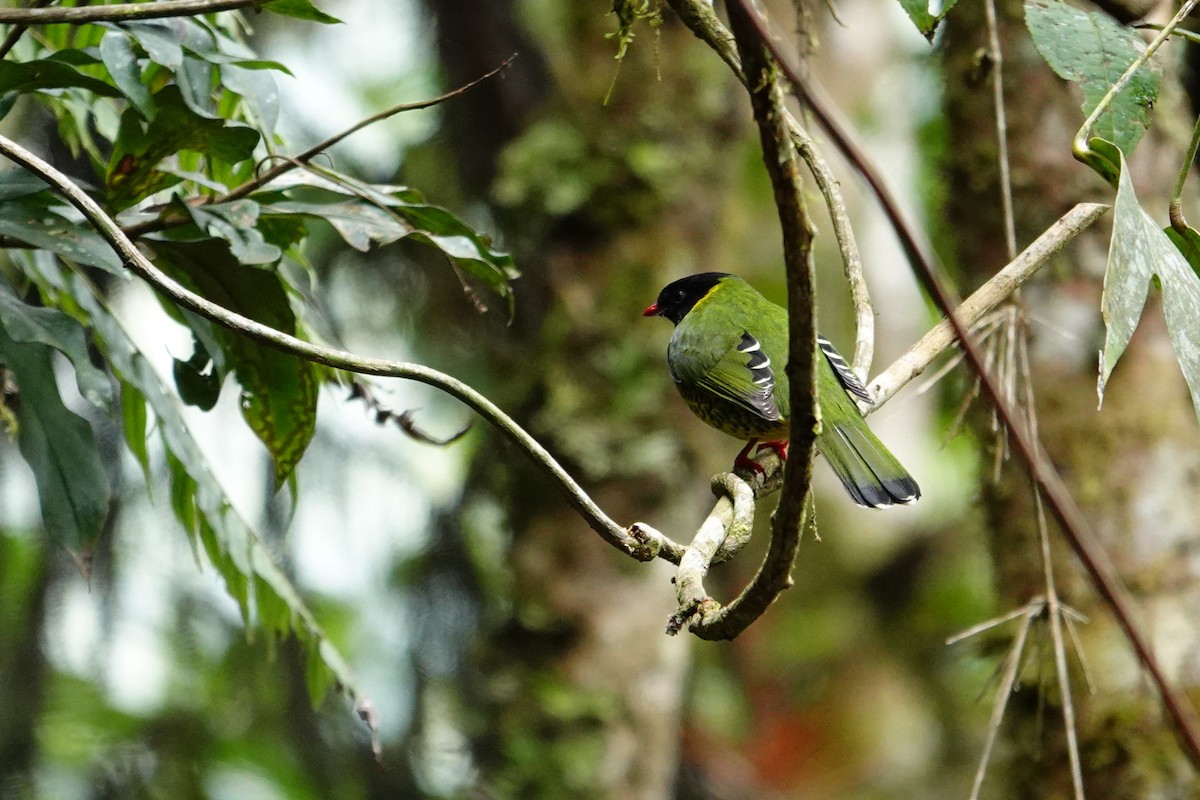 Band-tailed Fruiteater - Vincent Rufray