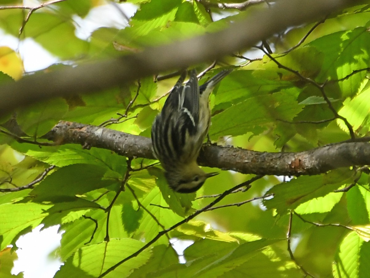 Black-and-white Warbler - ML609835750