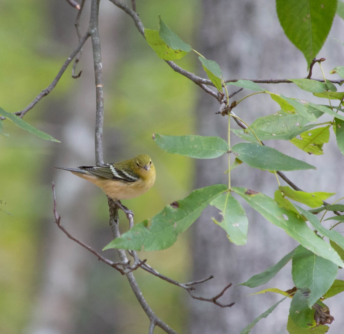 Bay-breasted Warbler - ML609835873