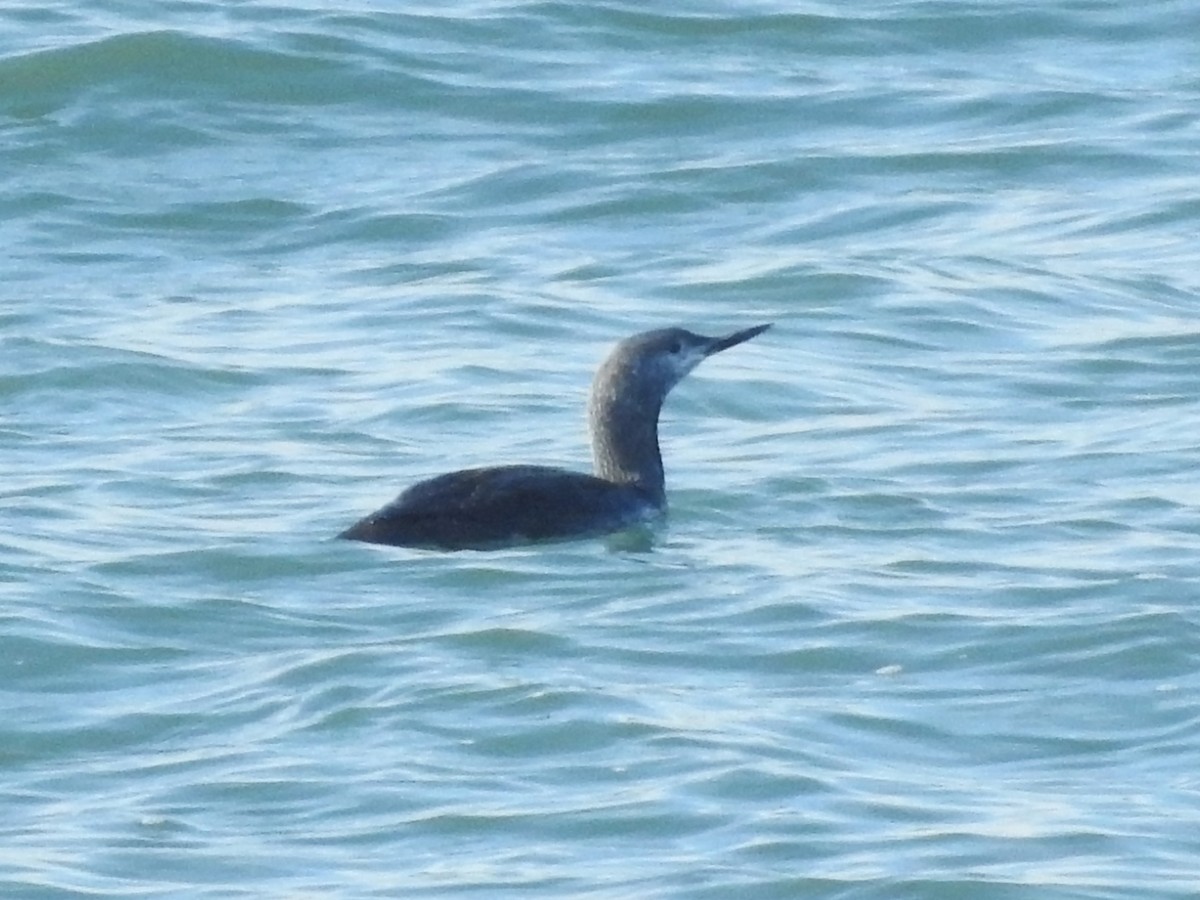 Red-throated Loon - ML609835929