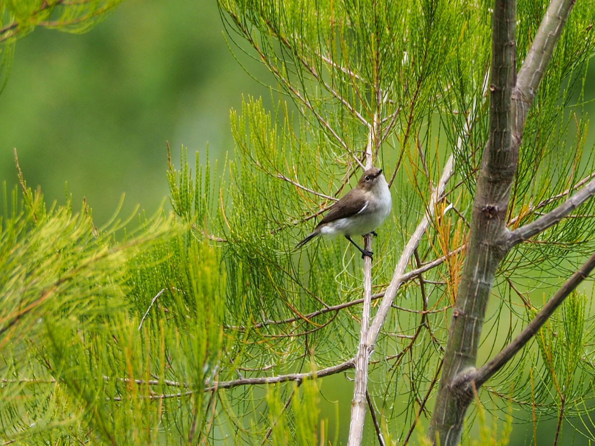 Brown-breasted Gerygone - Anonymous