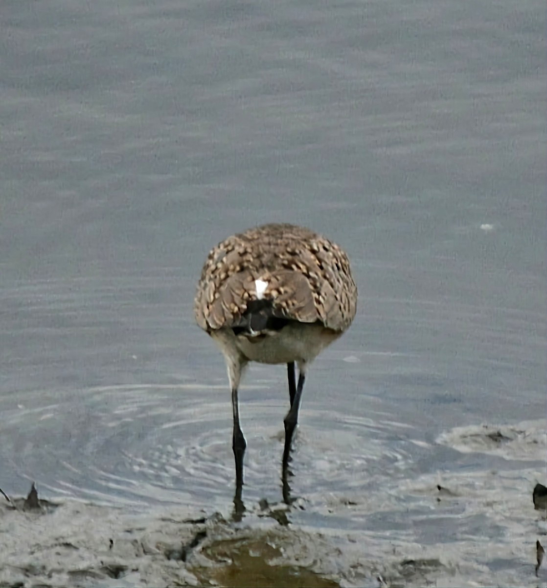 Ebird Checklist Oct Back Cove Park Species