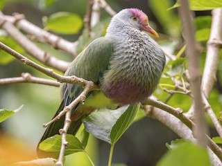  - Rapa Fruit-Dove