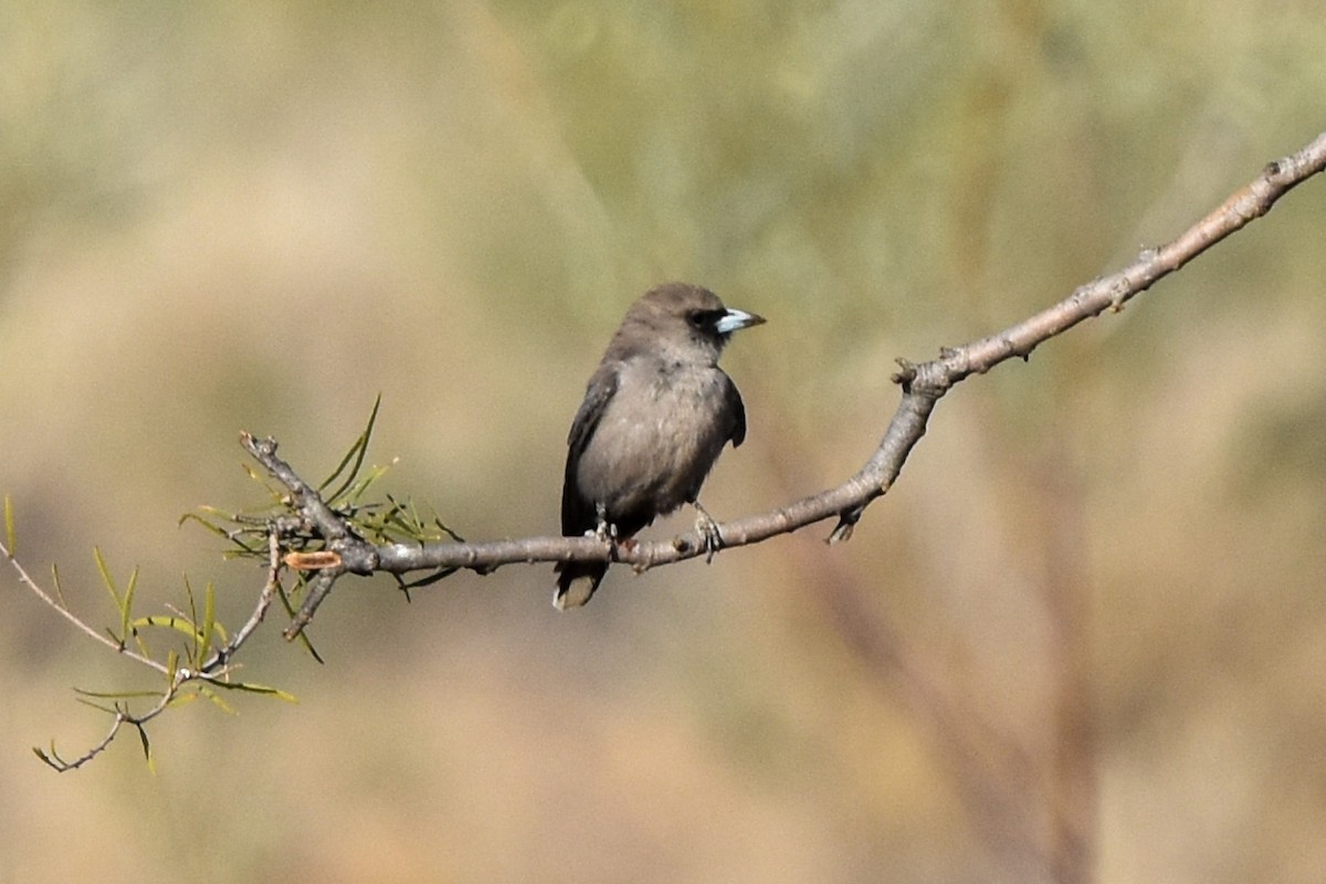 Black-faced Woodswallow (Black-vented) - ML609836540