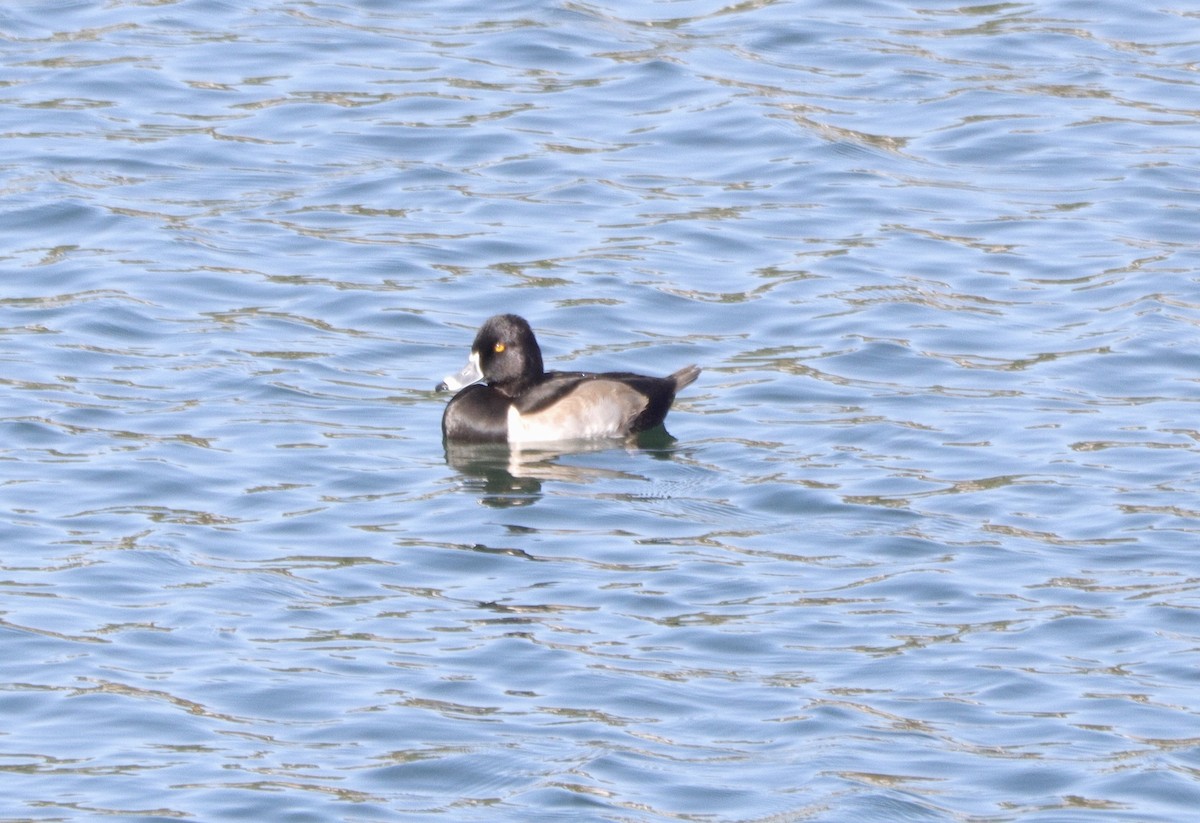 eBird Checklist - 11 Oct 2023 - Silver Lake Reservoir (LA Co.) - 18 species