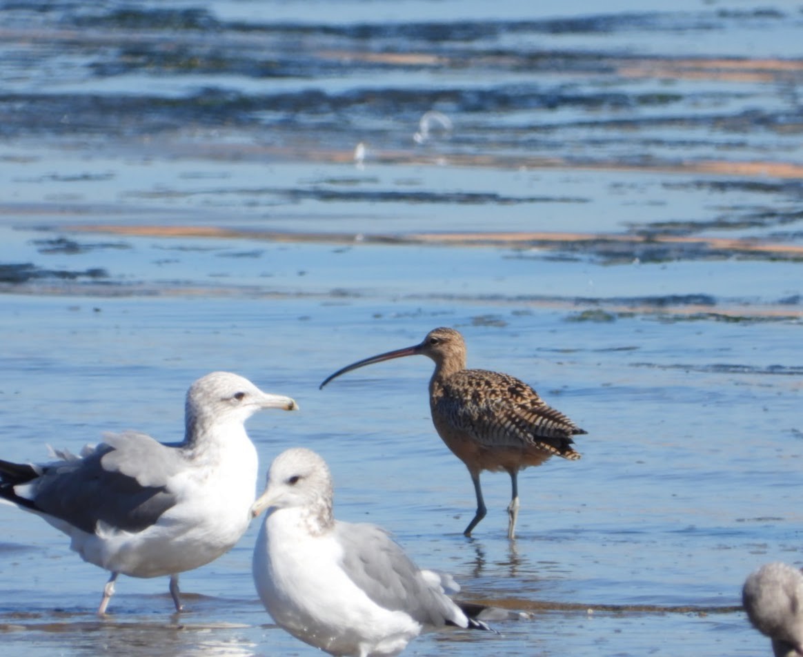 Long-billed Curlew - ML609836801