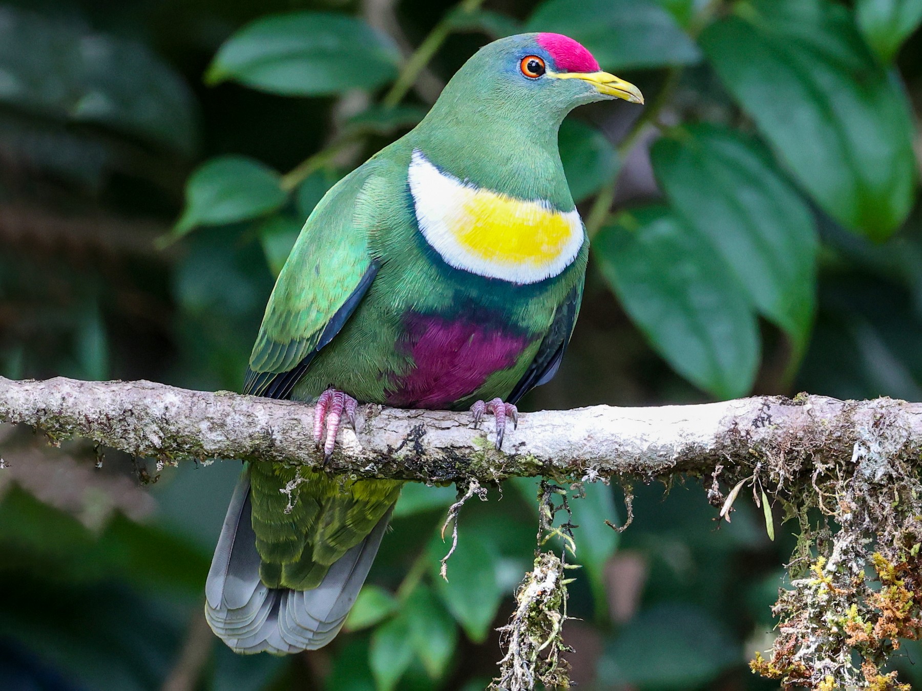 White-breasted Fruit-Dove - Trevor Hardaker