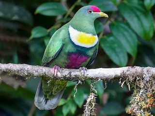  - White-breasted Fruit-Dove