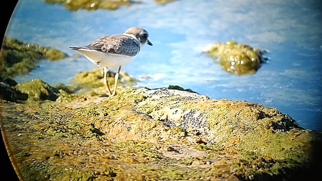 Semipalmated Plover - ML609837171