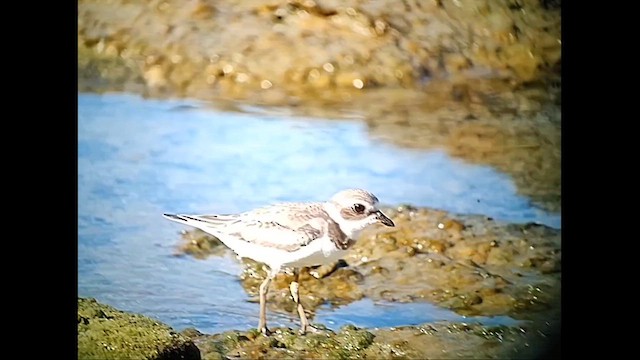 Semipalmated Plover - ML609837173