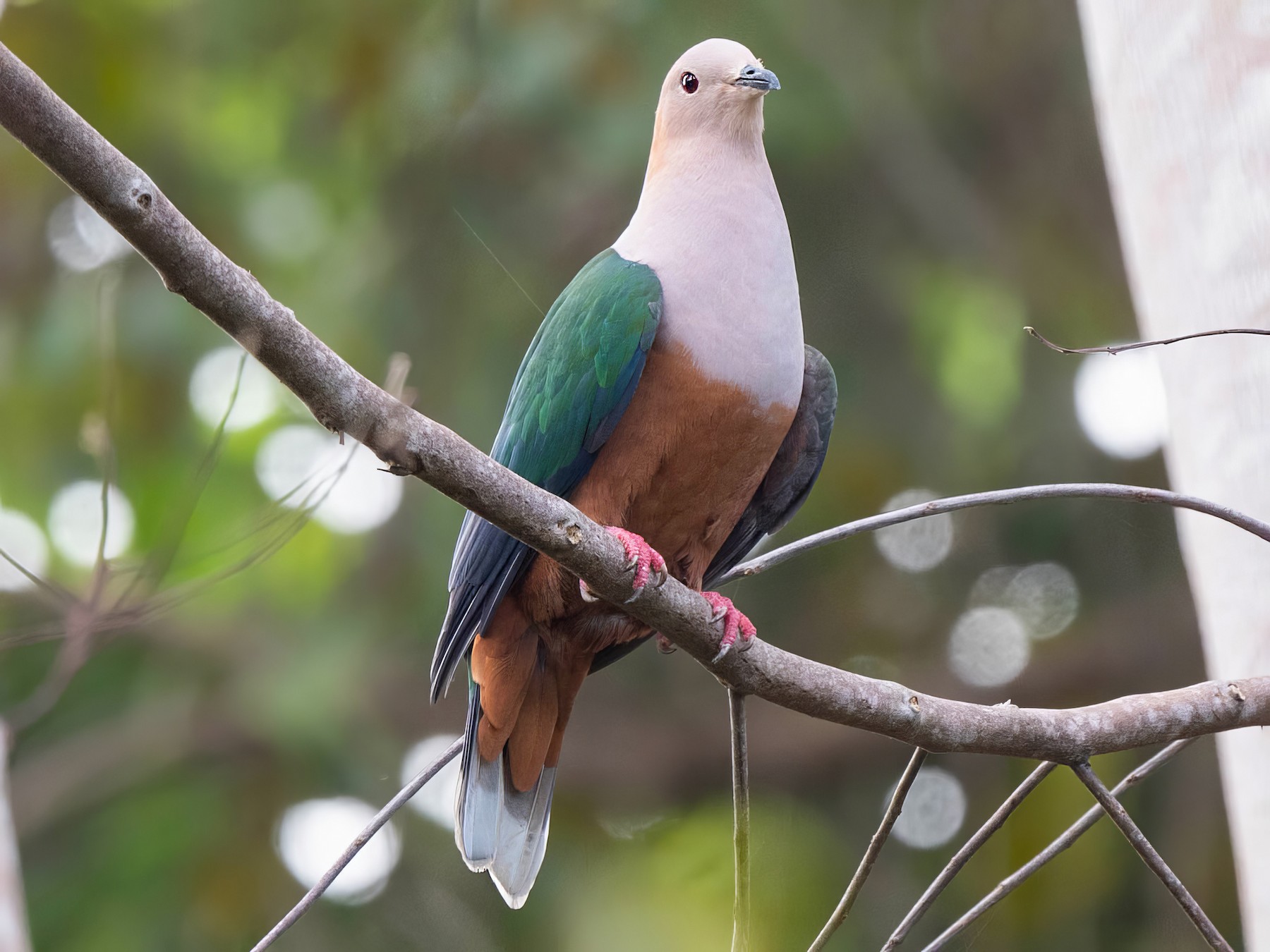 Cinnamon-bellied Imperial-Pigeon - John Hiles