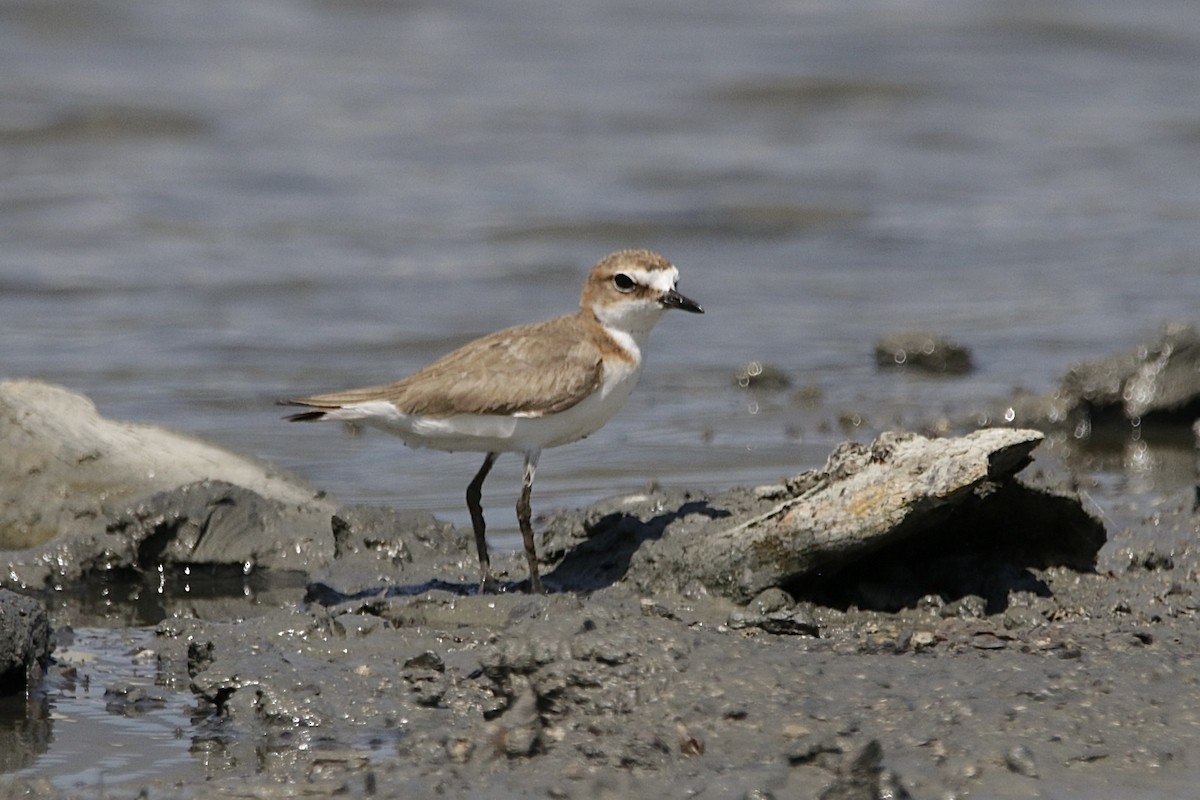 Red-capped Plover - ML609838410